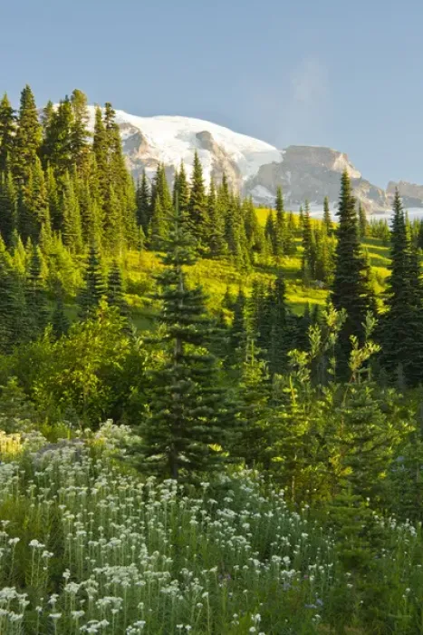 Framed Print : Mount Rainier, from Paradise, Mount Rainier National Park, Washington, USA Framed Print : Mount Rainier, from Paradise, Mount Rainier National Park, Washington, USA