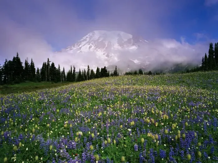 Framed Print : Mount Rainier with a sea of wildflowers and pink, transparent clouds that cloak Framed Print : Mount Rainier with a sea of wildflowers and pink, transparent clouds that cloak