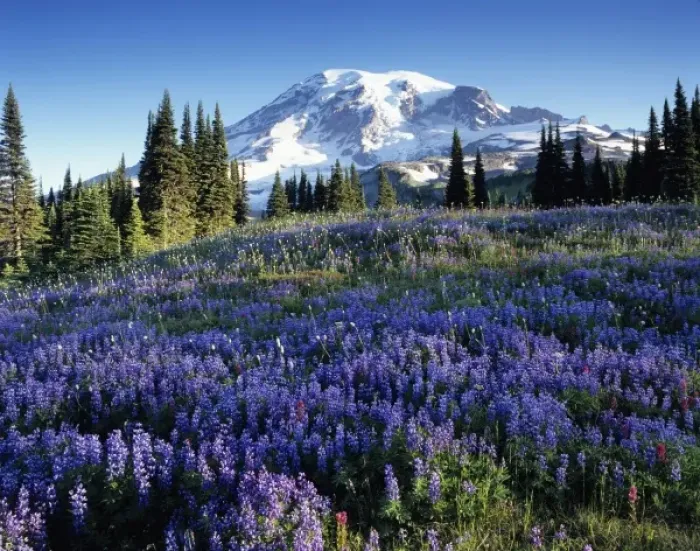 Framed Print : Mount Rainier. view from Mazama Ridge. Mount Rainier National Park, WA Framed Print : Mount Rainier. view from Mazama Ridge. Mount Rainier National Park, WA