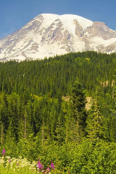 Mount Rainier and Wildflowers, Louise Lake Area, Mount Rainier National Park, Washington