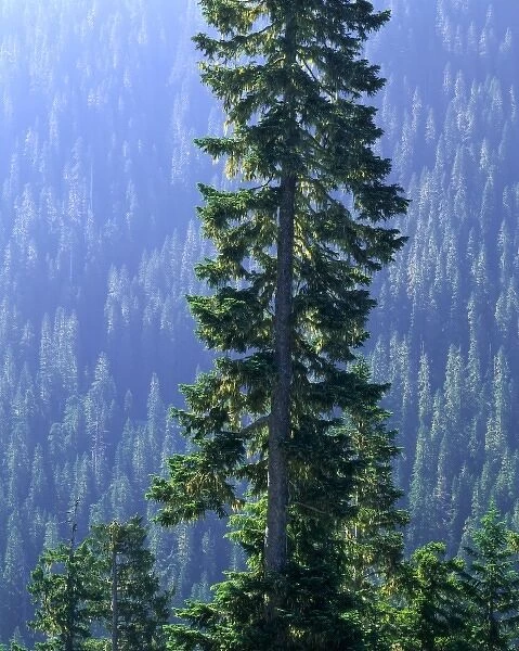 MOUNT RANIER NATIONAL PARK, WASHINGTON. USA. Old-growth forest above Chinook Creek