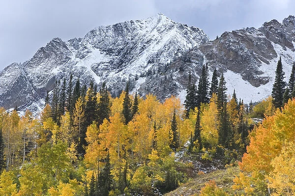 Mount Superior, Little Cottonwood Canyon, Fall Aspen trees with snow, Wasatch Mountains