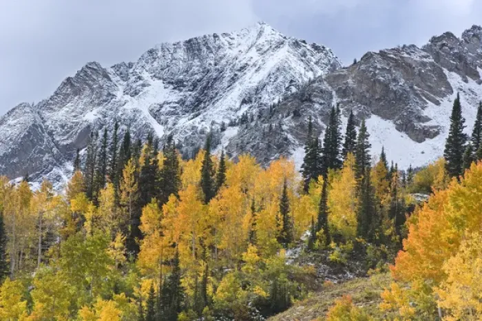 Framed Print : Mount Superior, Little Cottonwood Canyon, Fall Aspen trees with snow, Wasatch Mountains Framed Print : Mount Superior, Little Cottonwood Canyon, Fall Aspen trees with snow, Wasatch Mountains