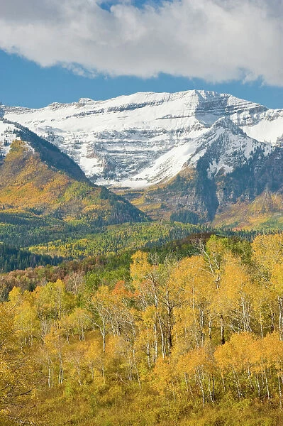 Mount Timpanogas snow capped, Aspens Trees in Fall Foliage, Wasatch Mountains, near Provo