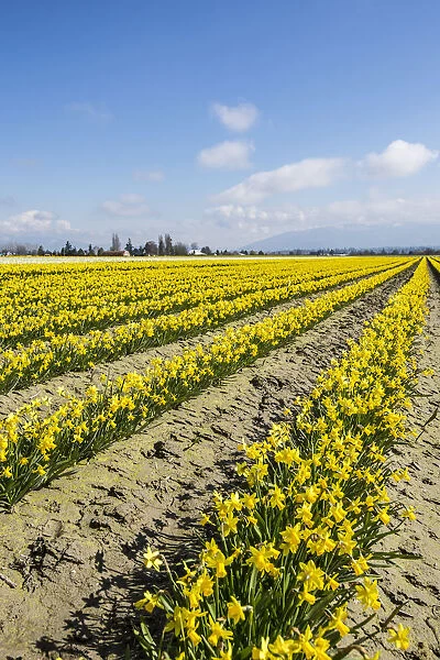 Mount Vernon, Skagit Valley, Washington, daffodil field