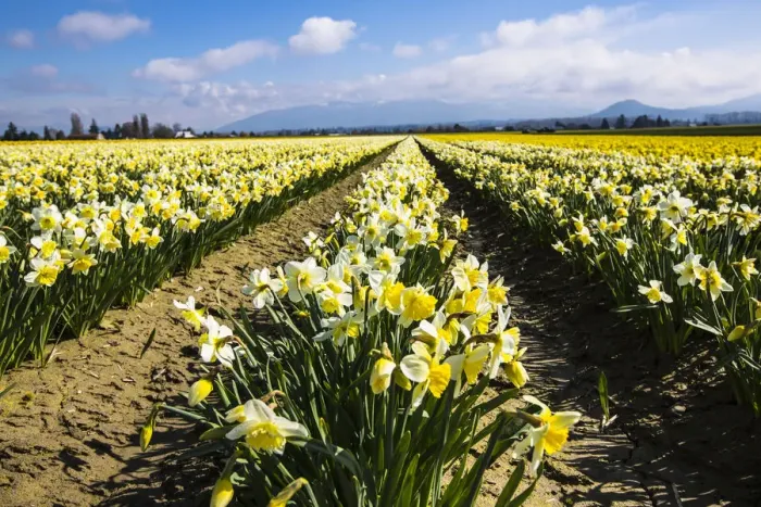 Framed Print : Mount Vernon, Washington State. Daffodil field Skagit Valley and the Cascades Framed Print : Mount Vernon, Washington State. Daffodil field Skagit Valley and the Cascades