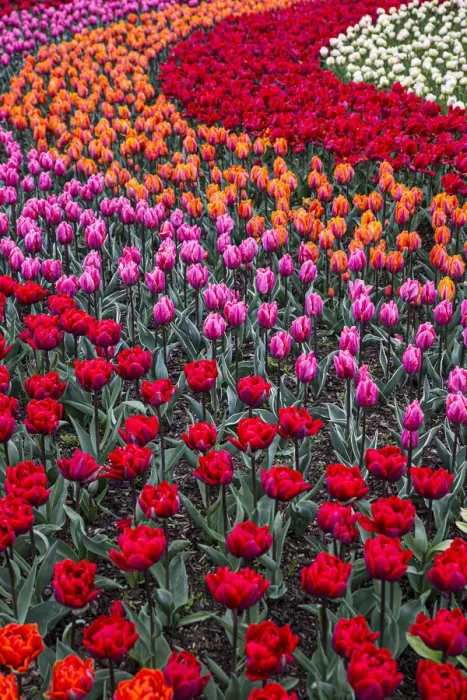 Framed Print : Mount Vernon, Washington State, multi-colored tulips in a curvy pattern
