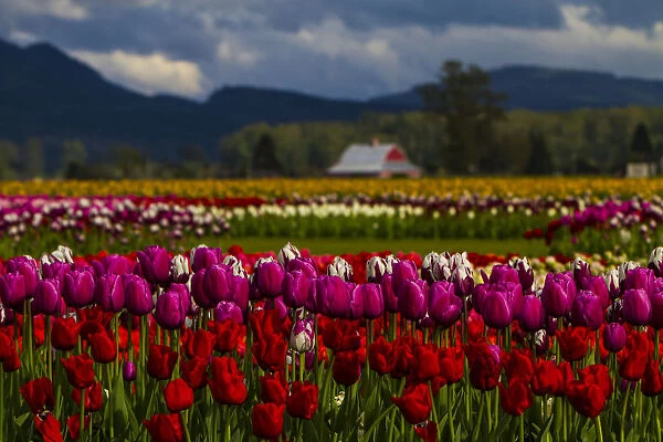 Mount Vernon, Washington State, Tulip Town, Roozengaarde, Field of colored tulips stand tall