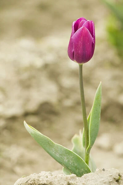 Mount Vernon, Washington State, USA. Single purple tulip growing