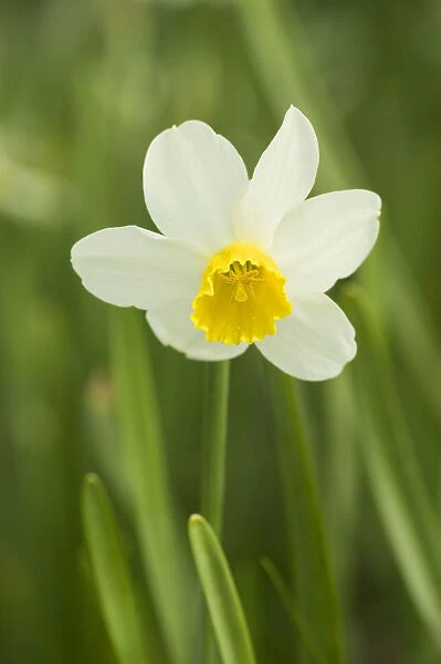 Mount Vernon, Washington State, USA. Jack Snipe daffodil growing
