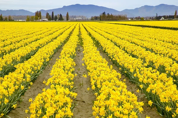 Mount Vernon, Washington State, USA. Field of yellow daffodils