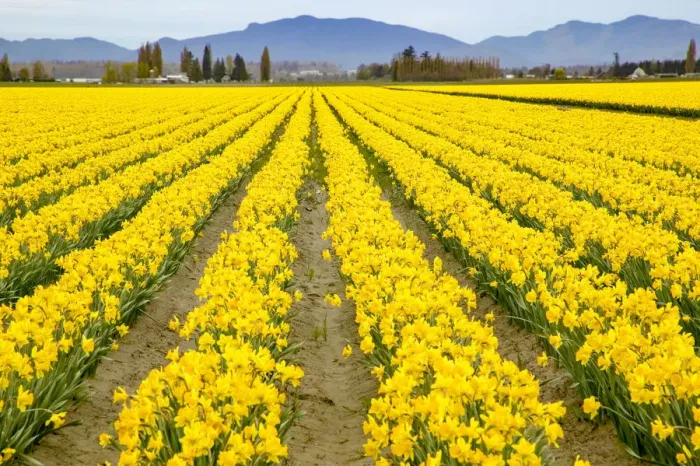 Framed Print : Mount Vernon, Washington State, USA. Field of yellow daffodils Framed Print : Mount Vernon, Washington State, USA. Field of yellow daffodils
