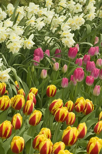 Mount Vernon, Washington State, USA. Tulips and daffodils growing