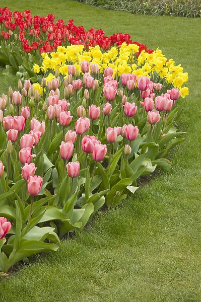Mount Vernon, Washington State, USA. Curved row of tulips and daffodils, with foreground