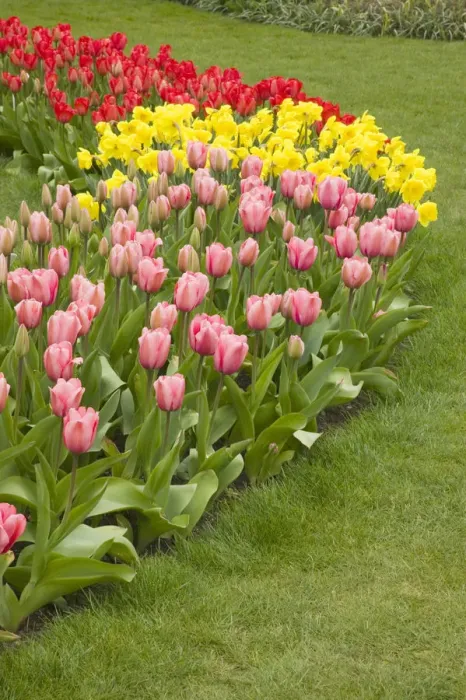 Framed Print : Mount Vernon, Washington State, USA. Curved row of tulips and daffodils, with foreground