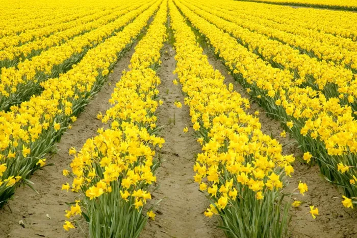 Framed Print : Mount Vernon, Washington State, USA. Field of yellow daffodils Framed Print : Mount Vernon, Washington State, USA. Field of yellow daffodils