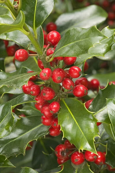 Mount Vernon, Washington State, USA. English holly with red berries