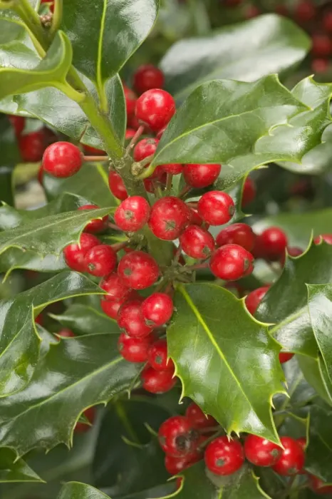 Framed Print : Mount Vernon, Washington State, USA. English holly with red berries Framed Print : Mount Vernon, Washington State, USA. English holly with red berries