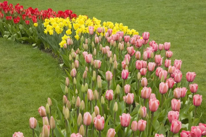 Framed Print : Mount Vernon, Washington State, USA. Curved row of tulips and daffodils, with foreground