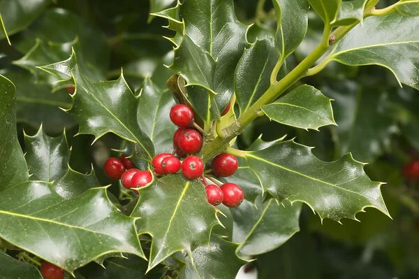 Mount Vernon, Washington State, USA. English holly (Ilex Aquifolium) with red berries