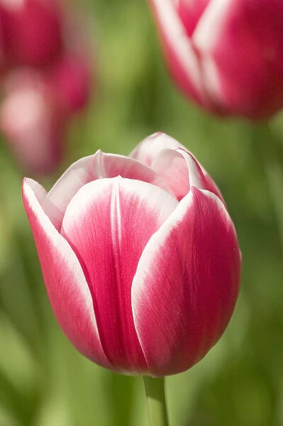 Mount Vernon, Washington State, USA. Merry widow tulip growing