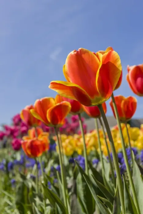 Framed Print : Mount Vernon, Washington State, USA. Tulip garden as seen from underneath