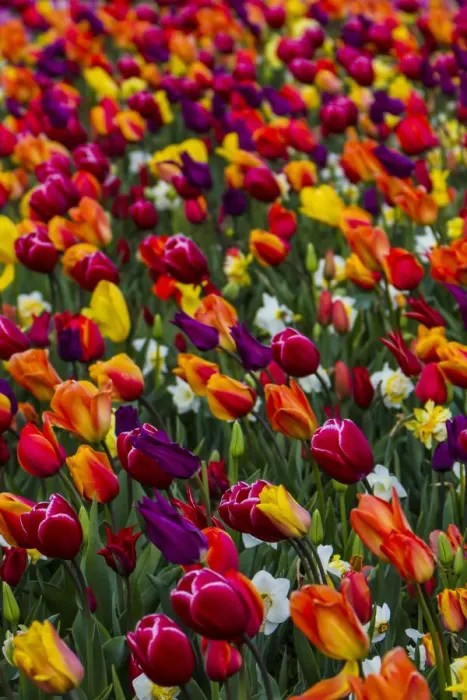 Framed Print : Mount Vernon, Washington, Tulip Town, Roozengaarde, Wind blows a field of multi-colored Framed Print : Mount Vernon, Washington, Tulip Town, Roozengaarde, Wind blows a field of multi-colored
