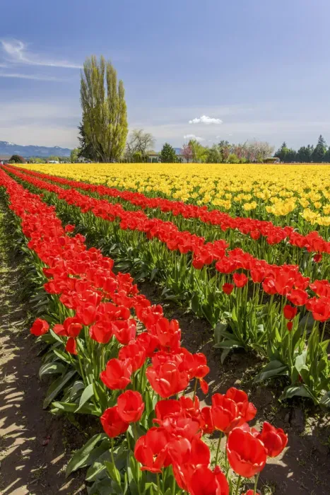 Framed Print : Mount Vernon, Washington, USA. Field of tulips grown for bulb sales Framed Print : Mount Vernon, Washington, USA. Field of tulips grown for bulb sales