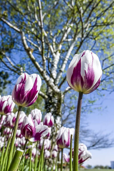 Mount Vernon, Washington, USA. Tulip garden