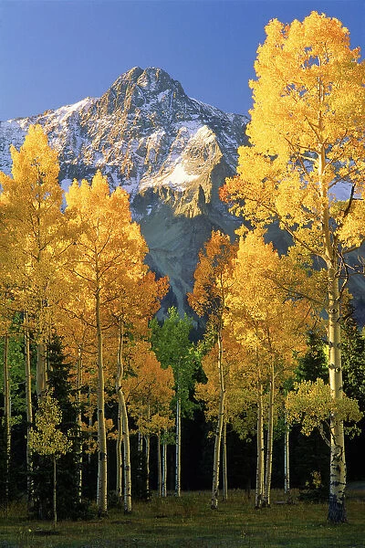 A mountain actually named unnamed 13334 flanked by Fall Aspen trees in the