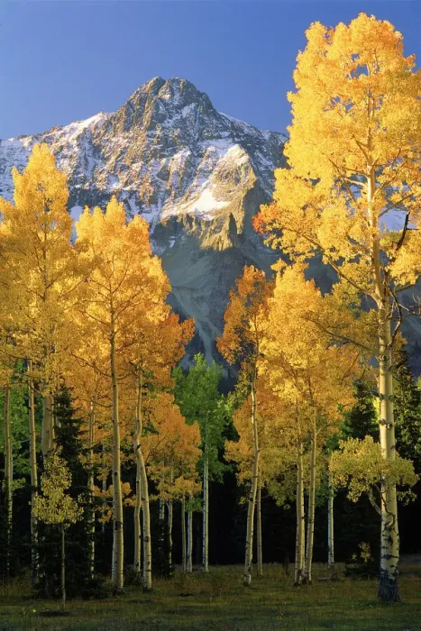 Framed Print : A mountain actually named unnamed 13334 flanked by Fall Aspen trees in Framed Print : A mountain actually named unnamed 13334 flanked by Fall Aspen trees in