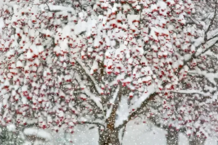 Framed Print : Mountain ash tree during heavy snowfall in Whitefish, Montana Framed Print : Mountain ash tree during heavy snowfall in Whitefish, Montana