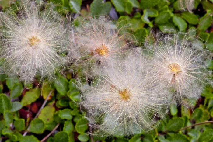 Framed Print : Mountain aven wildflower seeds