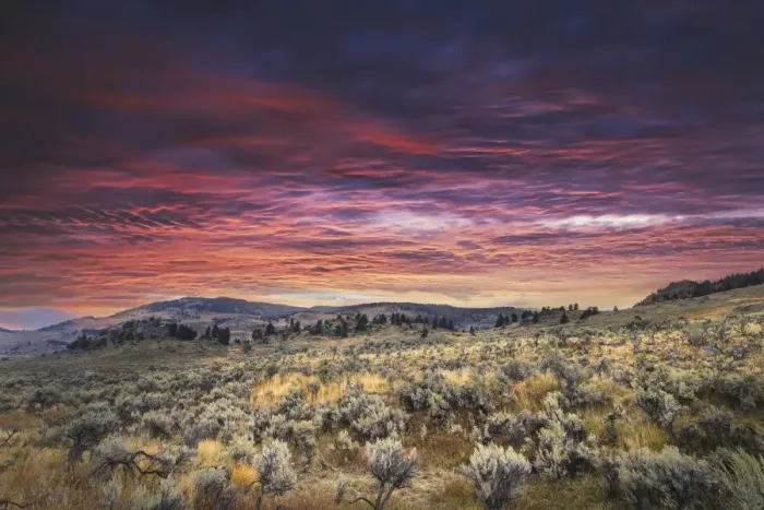 Framed Print : Mountain big sagebrush at sunrise, Lamar Valley, Yellowstone National Park, Wyoming Framed Print : Mountain big sagebrush at sunrise, Lamar Valley, Yellowstone National Park, Wyoming
