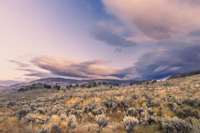 Framed Print : Mountain big sagebrush at sunrise, Lamar Valley, Yellowstone National Park, Wyoming Framed Print : Mountain big sagebrush at sunrise, Lamar Valley, Yellowstone National Park, Wyoming