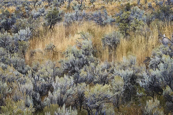 Mountain big sagebrush, Yellowstone National Park, Wyoming