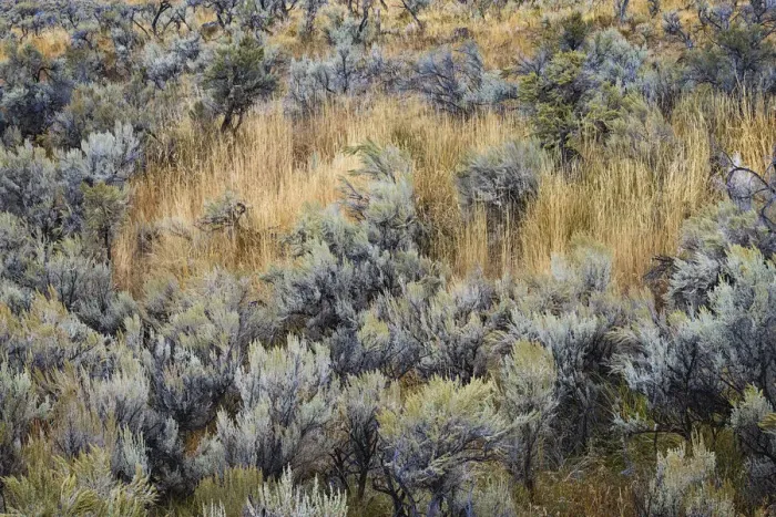 Framed Print : Mountain big sagebrush, Yellowstone National Park, Wyoming Framed Print : Mountain big sagebrush, Yellowstone National Park, Wyoming