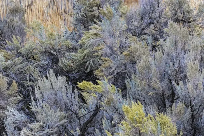 Framed Print : Mountain big sagebrush, Yellowstone National Park, Wyoming Framed Print : Mountain big sagebrush, Yellowstone National Park, Wyoming