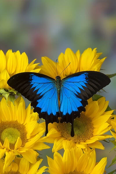 Mountain Blue Butterfly, Papilio ulysses opened winged on Sunflowers