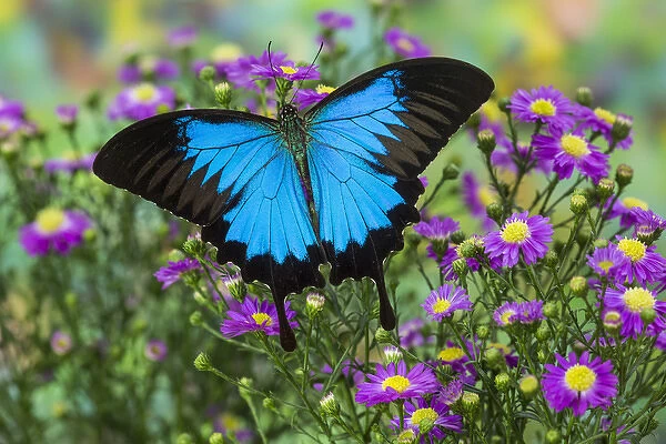 Mountain Blue Swallowtail of Australia, Papilio ulysses
