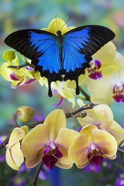 Mountain Blue Swallowtail of Australia, Papilio ulysses