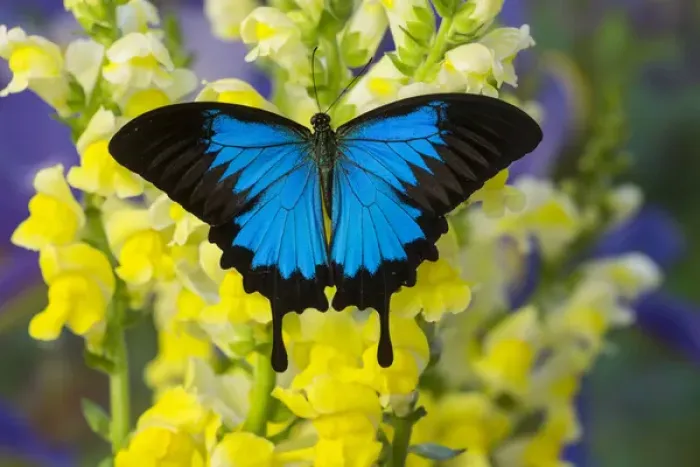 Framed Print : Mountain Blue Swallowtail of Australia, Papilio ulysses Framed Print : Mountain Blue Swallowtail of Australia, Papilio ulysses