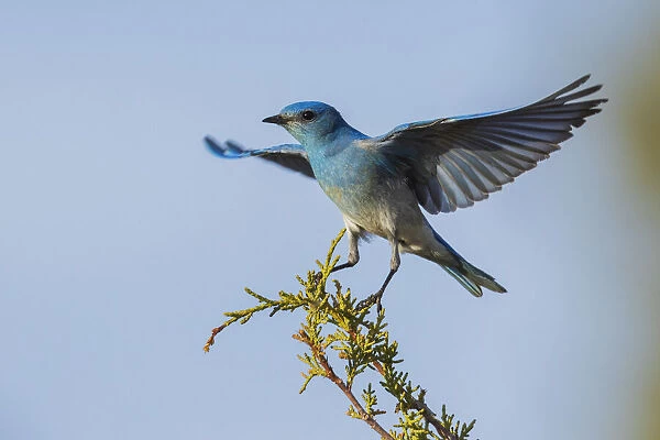 Mountain bluebird alighting