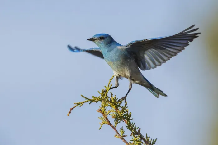 Framed Print : Mountain bluebird alighting Framed Print : Mountain bluebird alighting