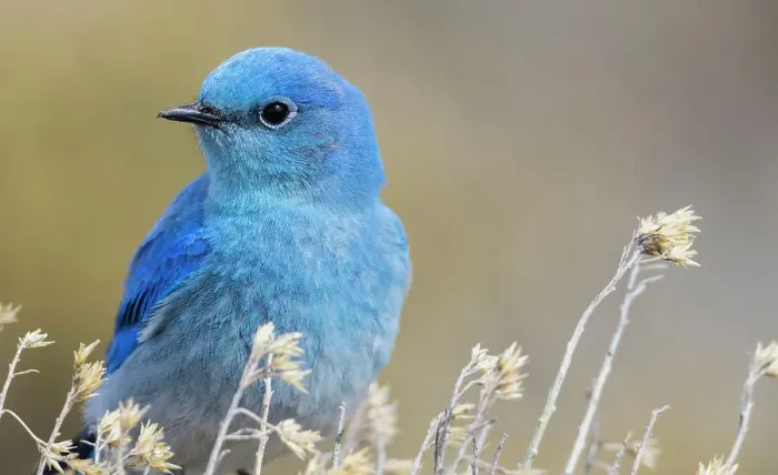 Framed Print : Mountain bluebird close-up portrait, Rocky Mountains, Colorado, USA Framed Print : Mountain bluebird close-up portrait, Rocky Mountains, Colorado, USA