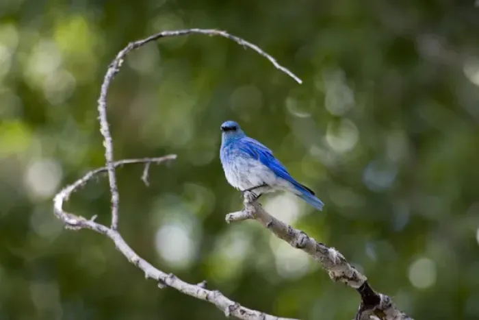 Framed Print : Mountain bluebird in Grand Teton National Park, Wyoming