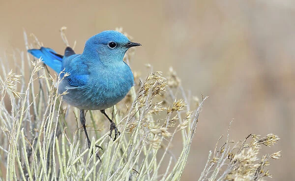 Mountain bluebird male protecting his territory, Colorado, USA