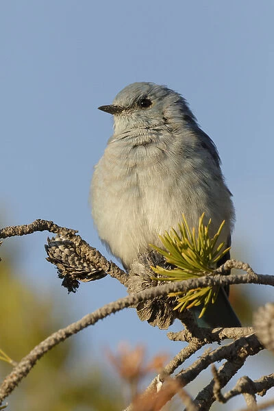 Mountain Bluebird, Sialia currucoides, Yellowstone National Park, Montana  /  Wyoming