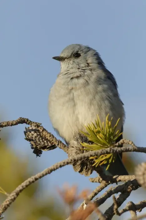 Framed Print : Mountain Bluebird, Sialia currucoides, Yellowstone National Park, Montana  /  Wyoming
