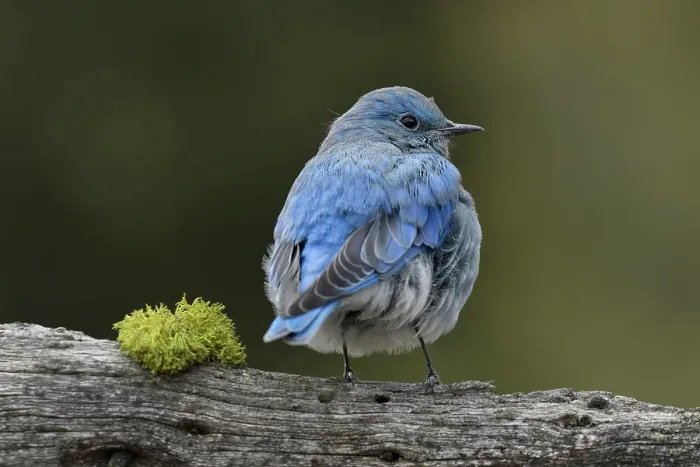 Framed Print : Mountain bluebird, Yellowstone National Park, Montana